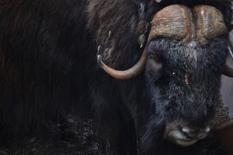 Musk ox close up
